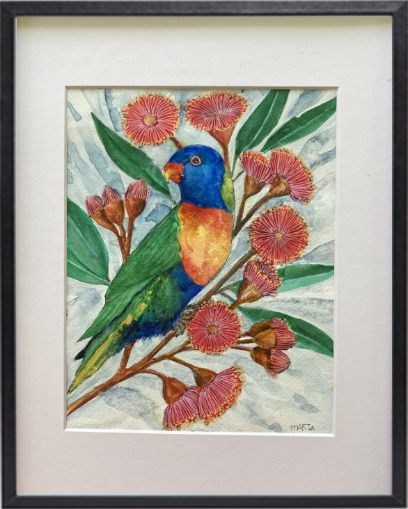 Rainbow Lorikeet and Red Gum Flowers