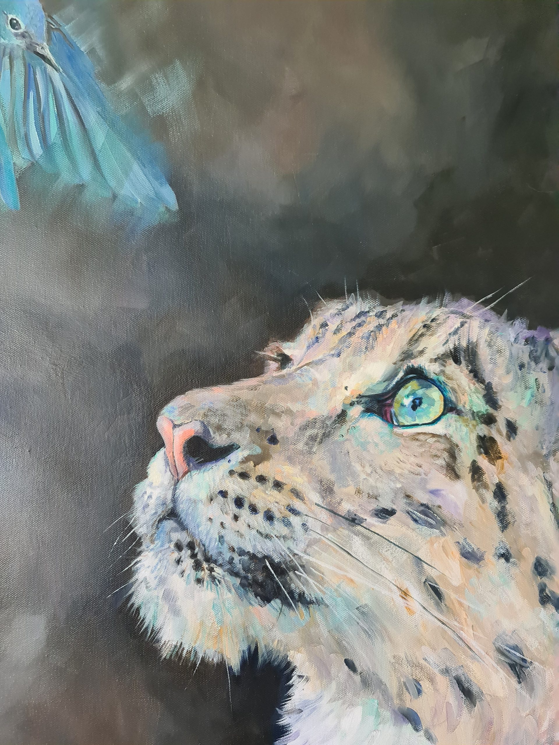 Leopard Looking At Blue Bird Jo Stacey Close Up 2