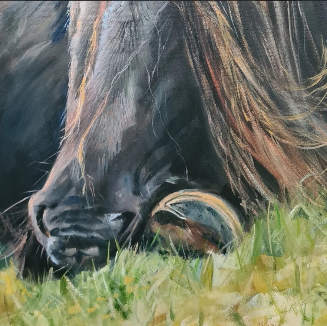 Black Horse Resting In Grass Jo S. Stacey Closeup1