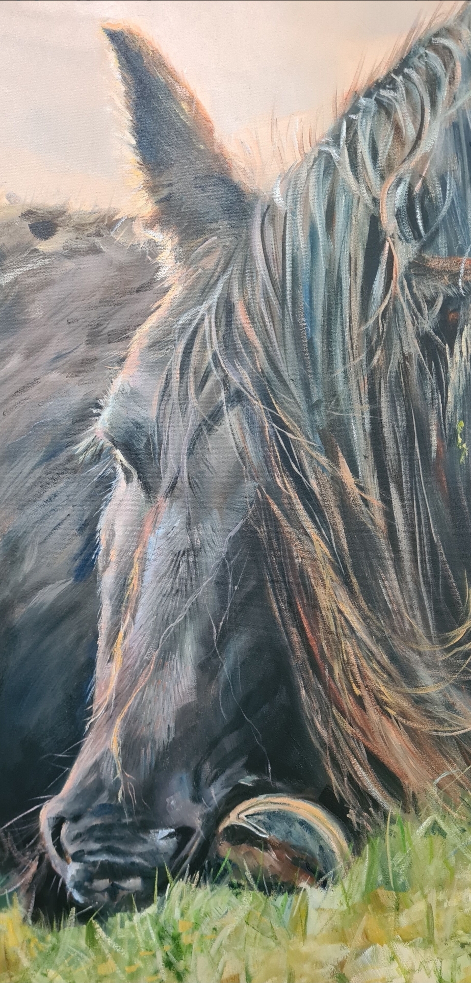 Black Horse Resting In Grass Jo S. Stacey Closeup2