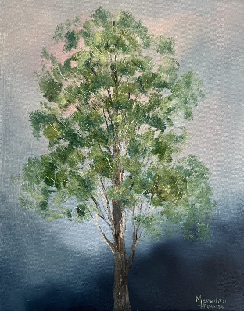 Illumination White Cypress