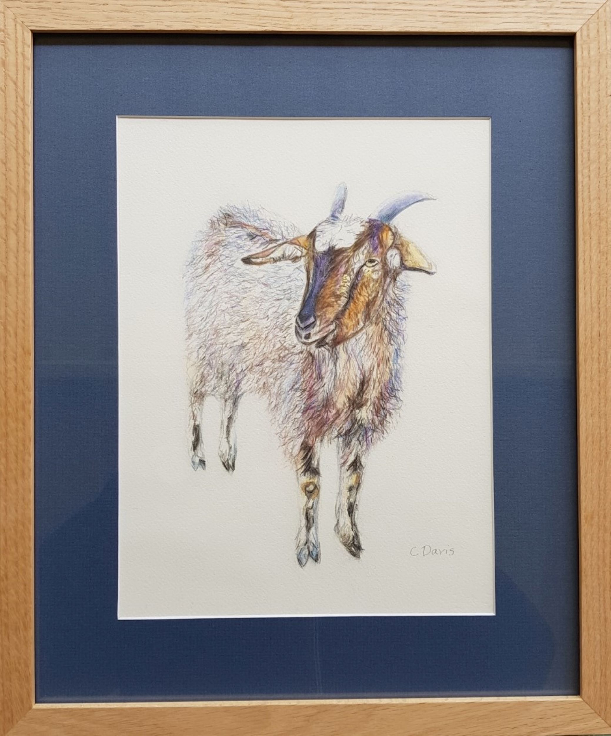 Goat Framed For Saatchi