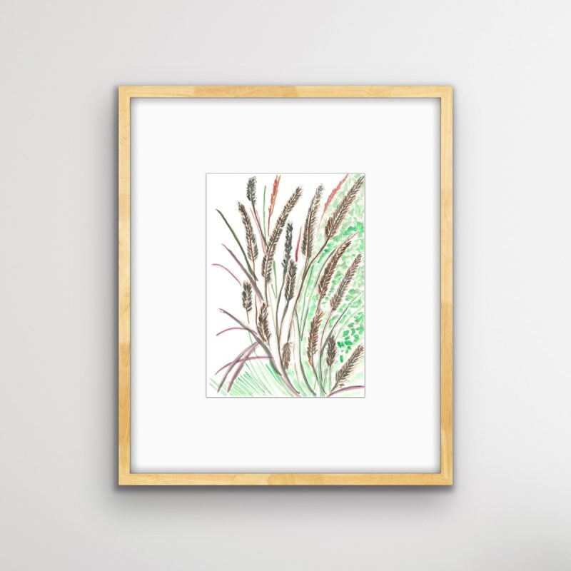 Purple Fountain Grass