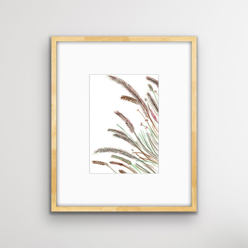 Purple Fountain Grass 2