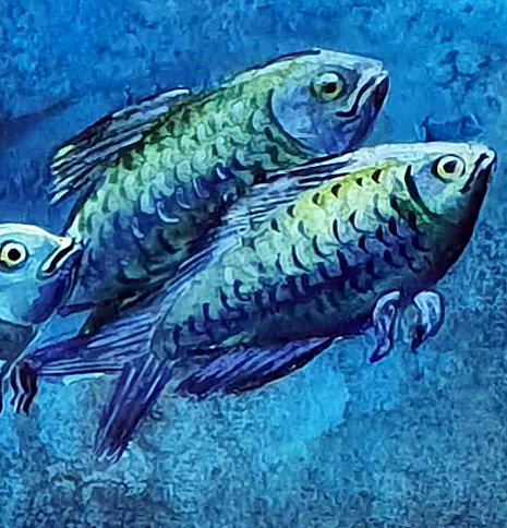 Tortoise And Jelly Fish Det5