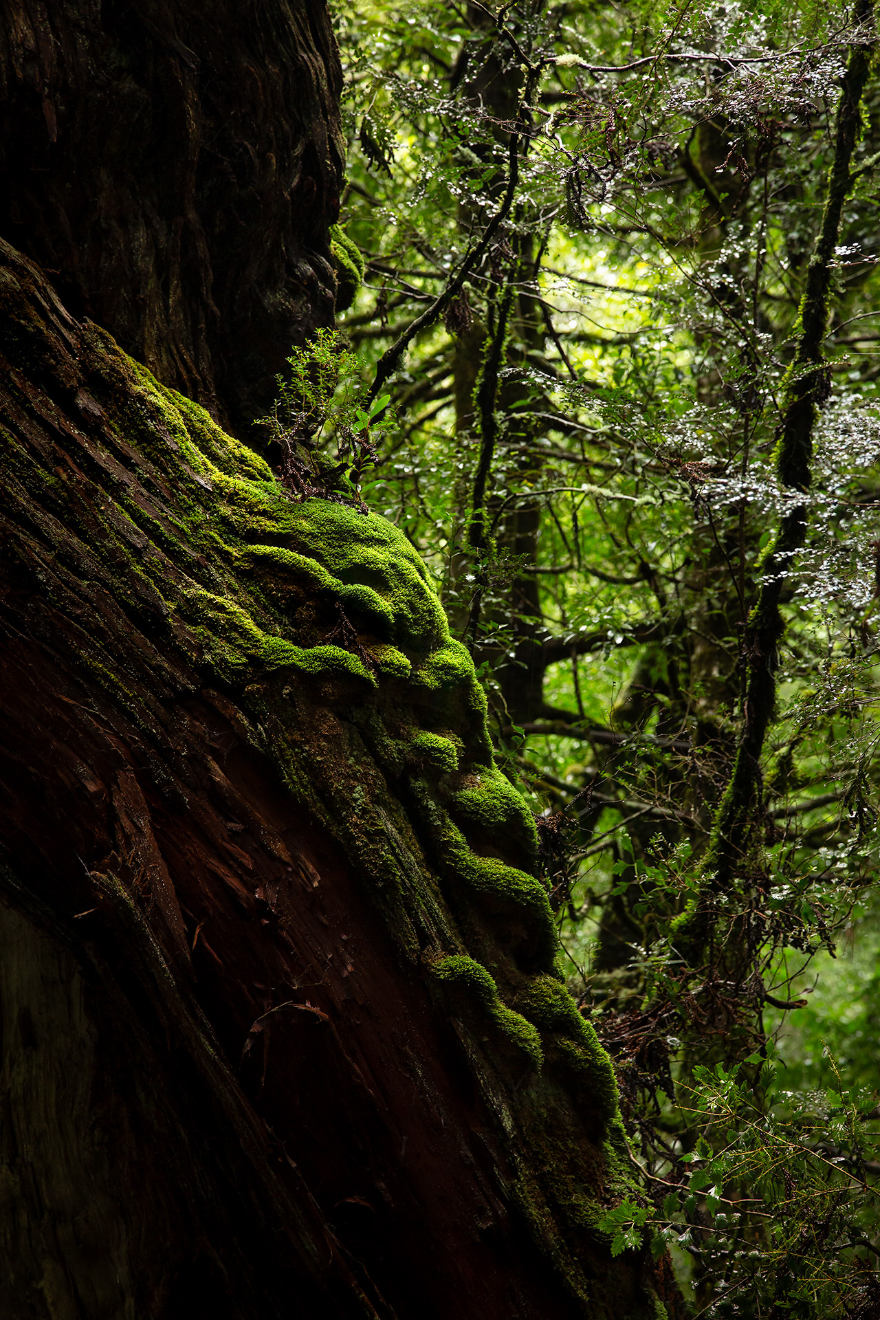 Islet Fine Art Print 1920 Rgb