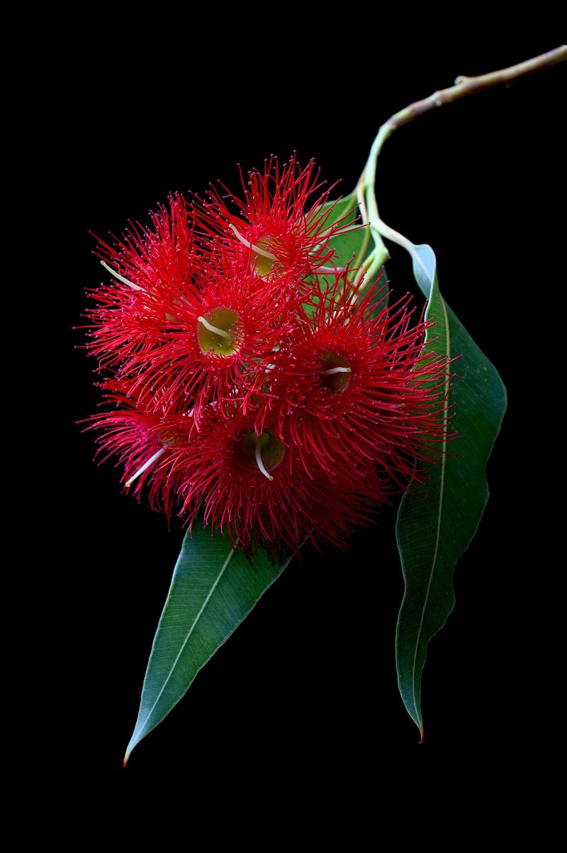 Red Corymbia Blossoms Ltd Ed Print