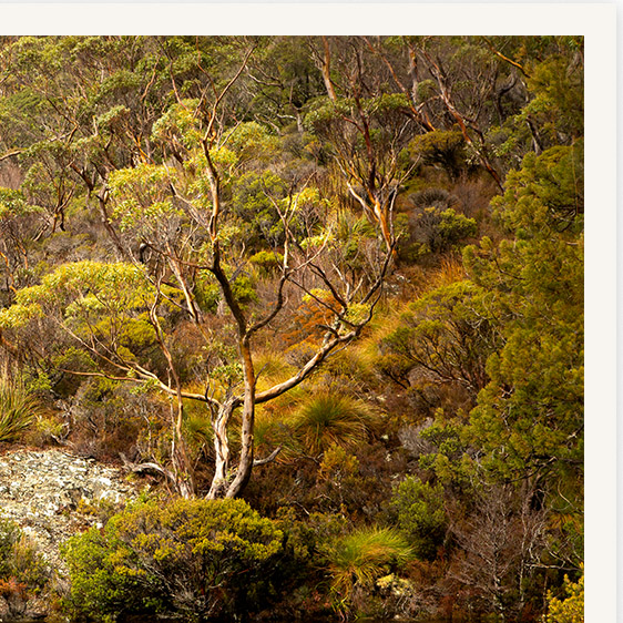 Anightattheopera Detail01