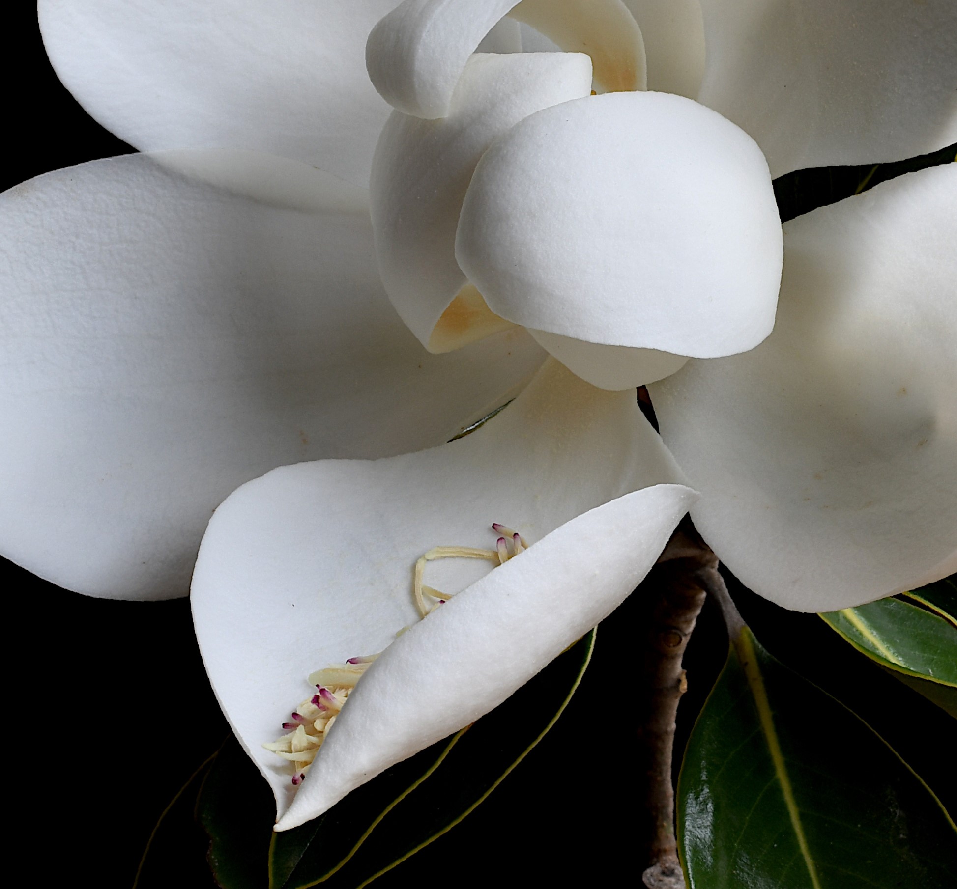 White Magnolia Floral Wall Art Flower Photography Print Still Life Photo By Nadia Culph Crop