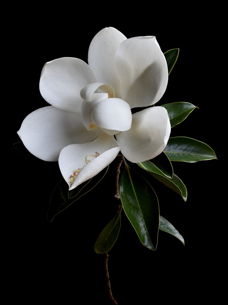 White Magnolia Ltd Ed Print