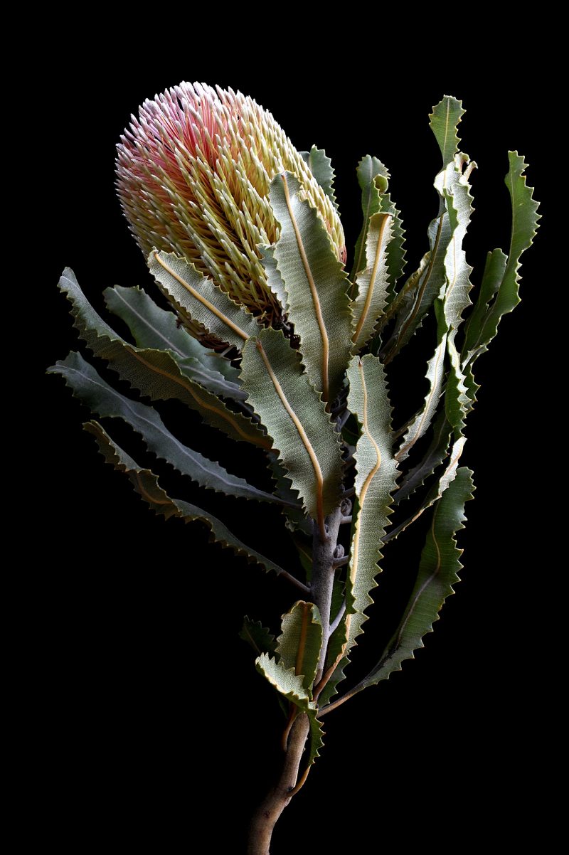 Menziesii Banksia Ltd Ed Print