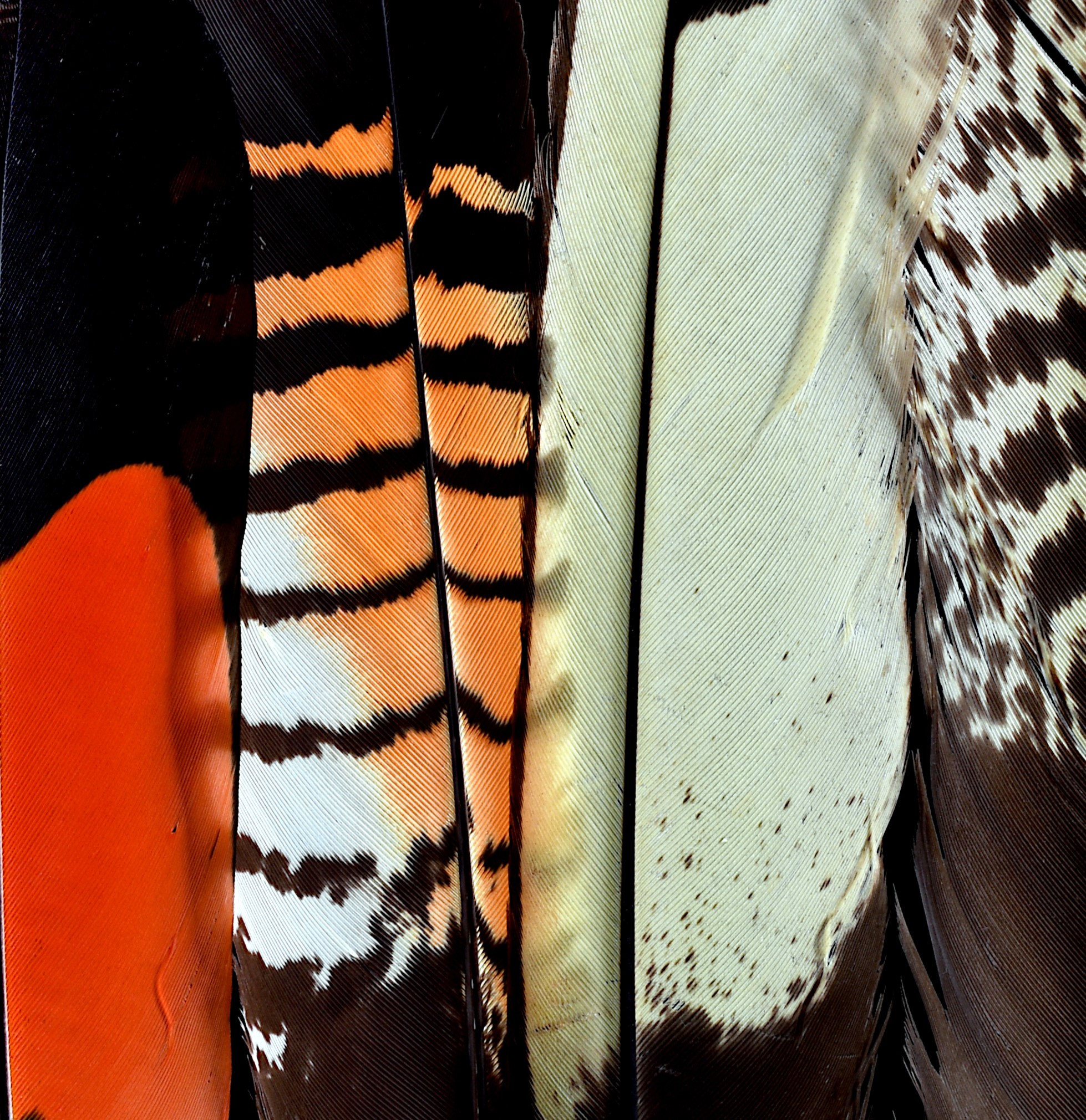 Karak And Ngolak Feathers Black Cockatoo Feather Print Australian Wall Art Photography By Nadia Culph.crop