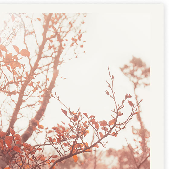 Fagussunset Detail01