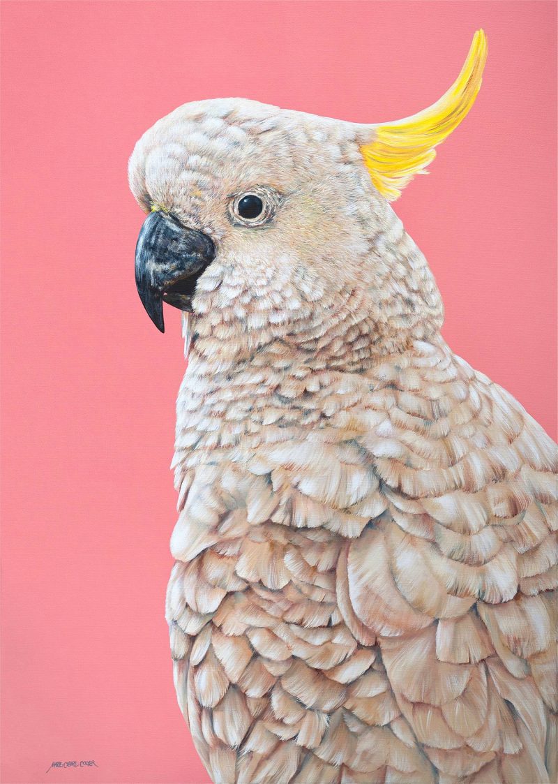 Pastel Portrait – Sulphur crested Cockatoo – Charlie Ltd Ed Print