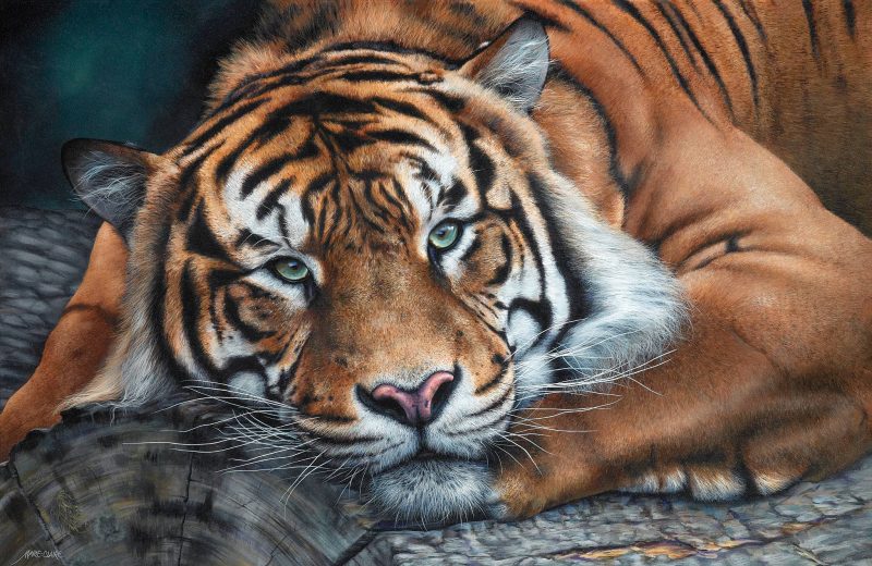 Sumatran Tiger – Intensity Ltd Ed Print