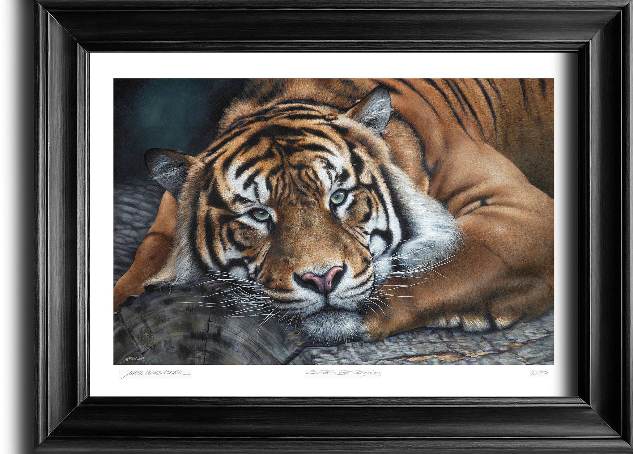 Sumatran Tiger Intensity By Marie Claire Colyer Ltd Ed Print Framed