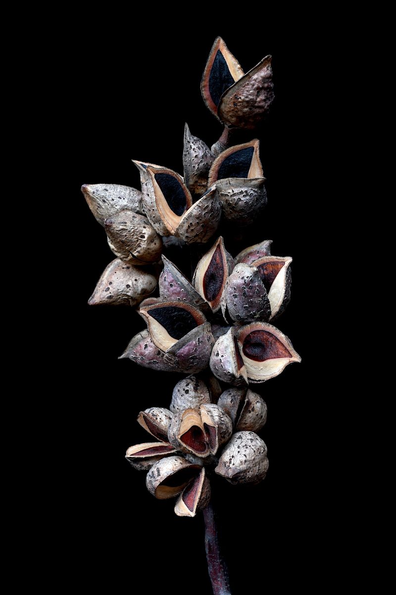 Hakea Seed Pods Ltd Ed Print