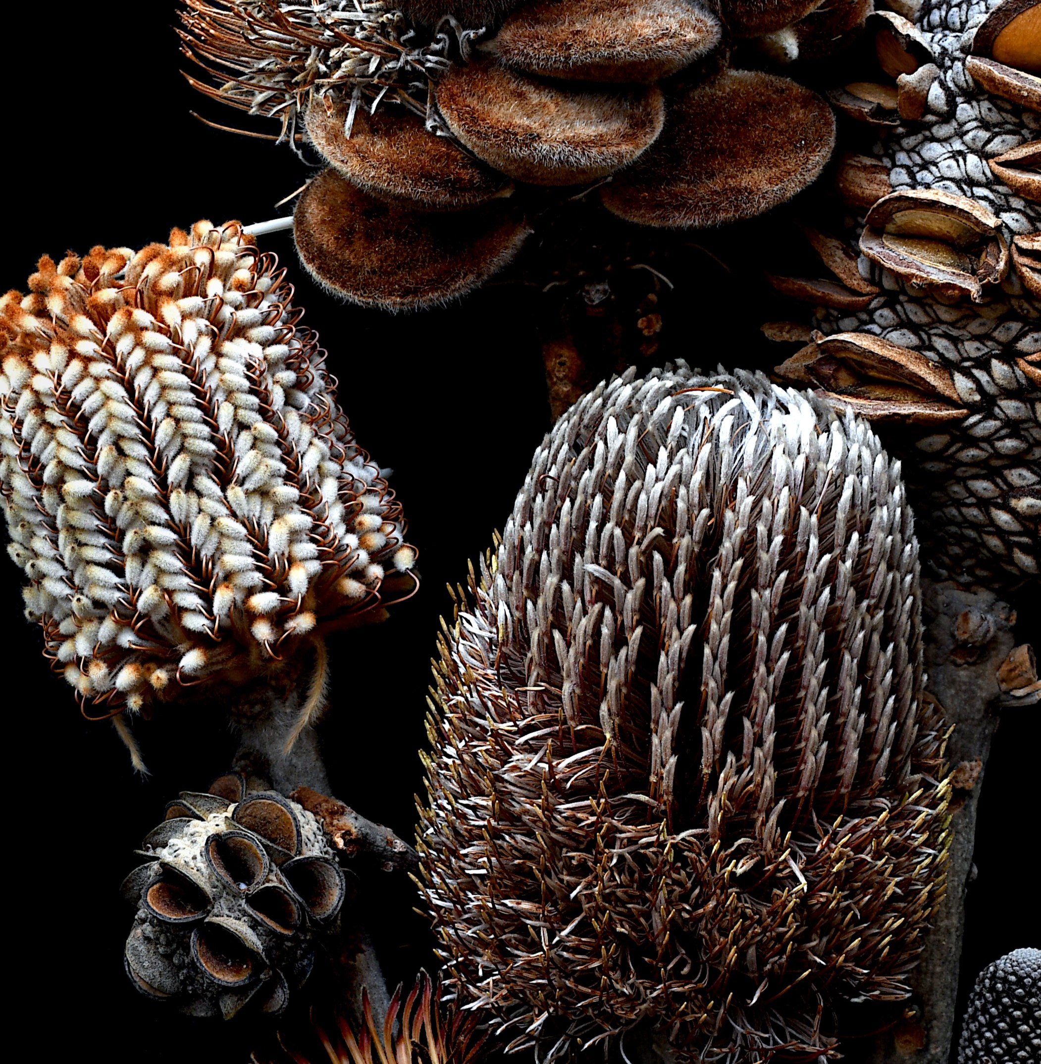 Banksia Bouquet Dried Seed Pods Artwork Australian Botanical Wall Art Photography Print By Nadia Culph Crop