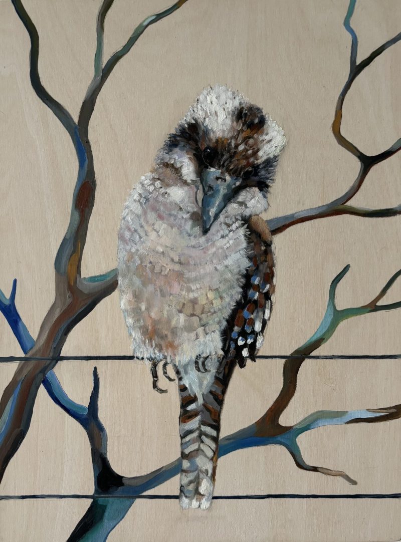 Kookaburra sits No 7