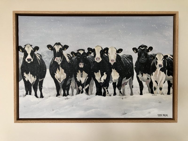Cows in snow