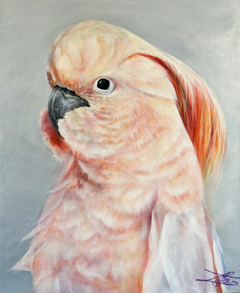 Salmon Crested Cockatoo