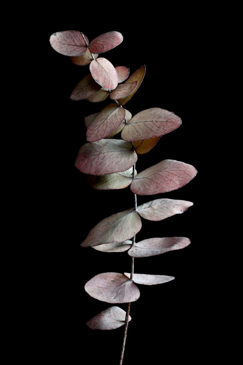 Eucalyptus Stem Ltd Ed Print