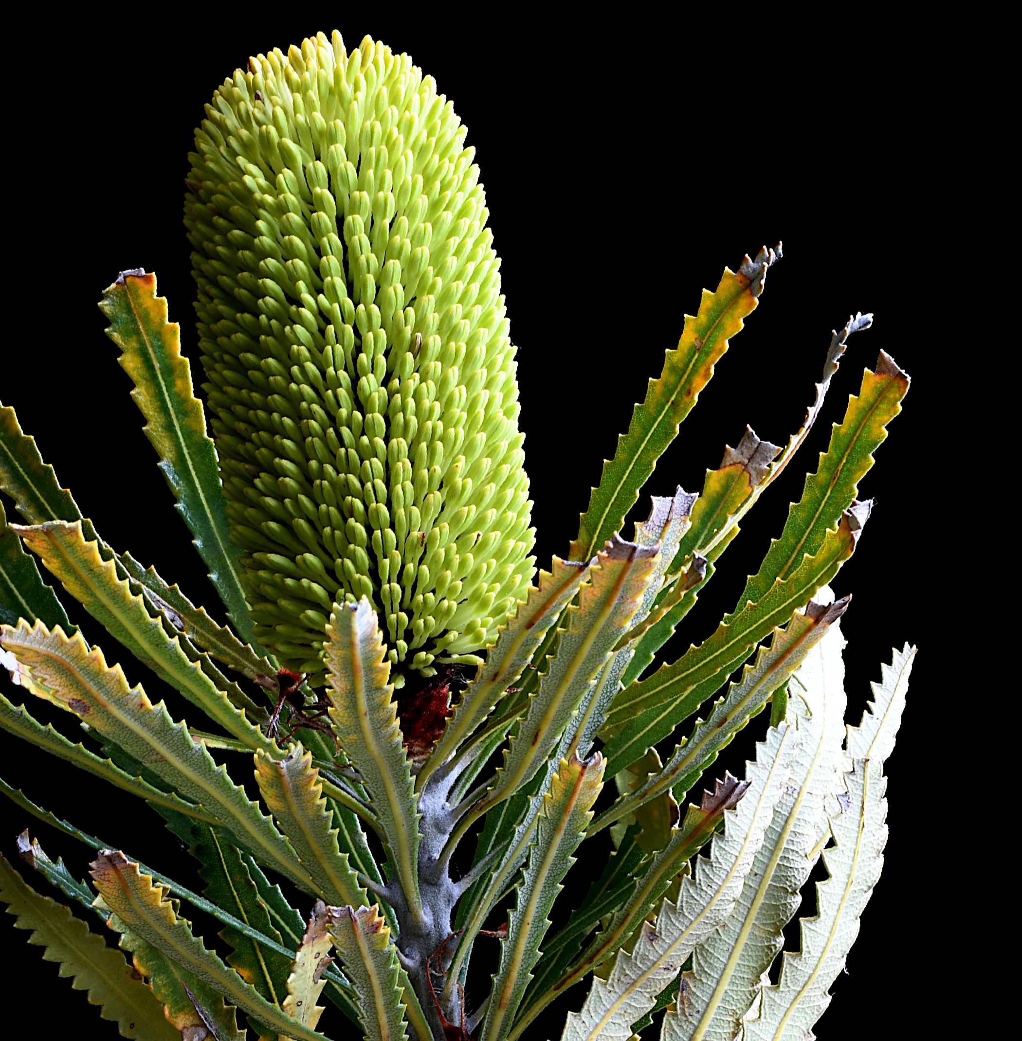 Biara Banksia Attenuata Australian Botanical Artwork Nature Photography Print By Nadia Culph Crop