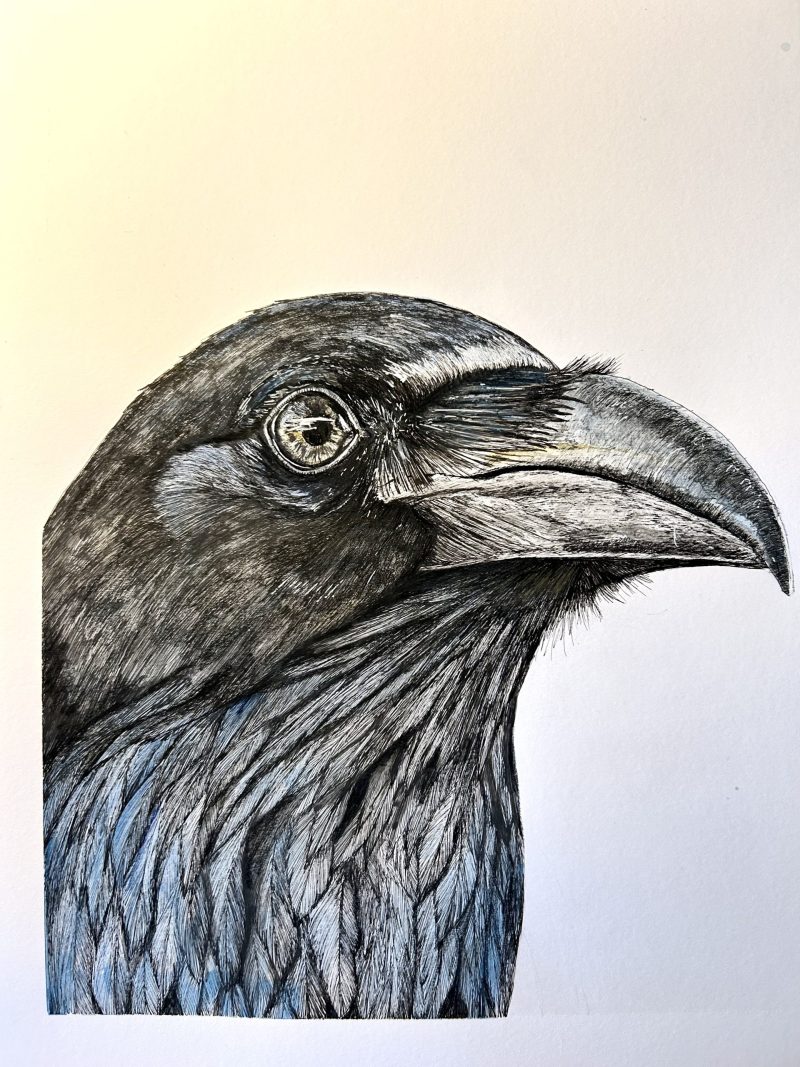 Crow Portrait