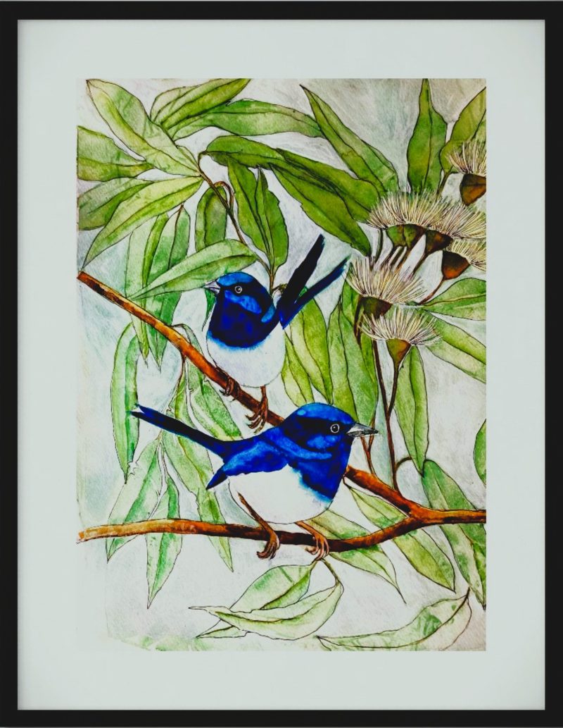 Blue Fairy Wrens