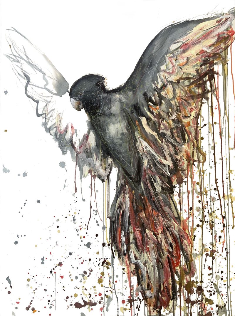 Flight of the Black Cockatoo