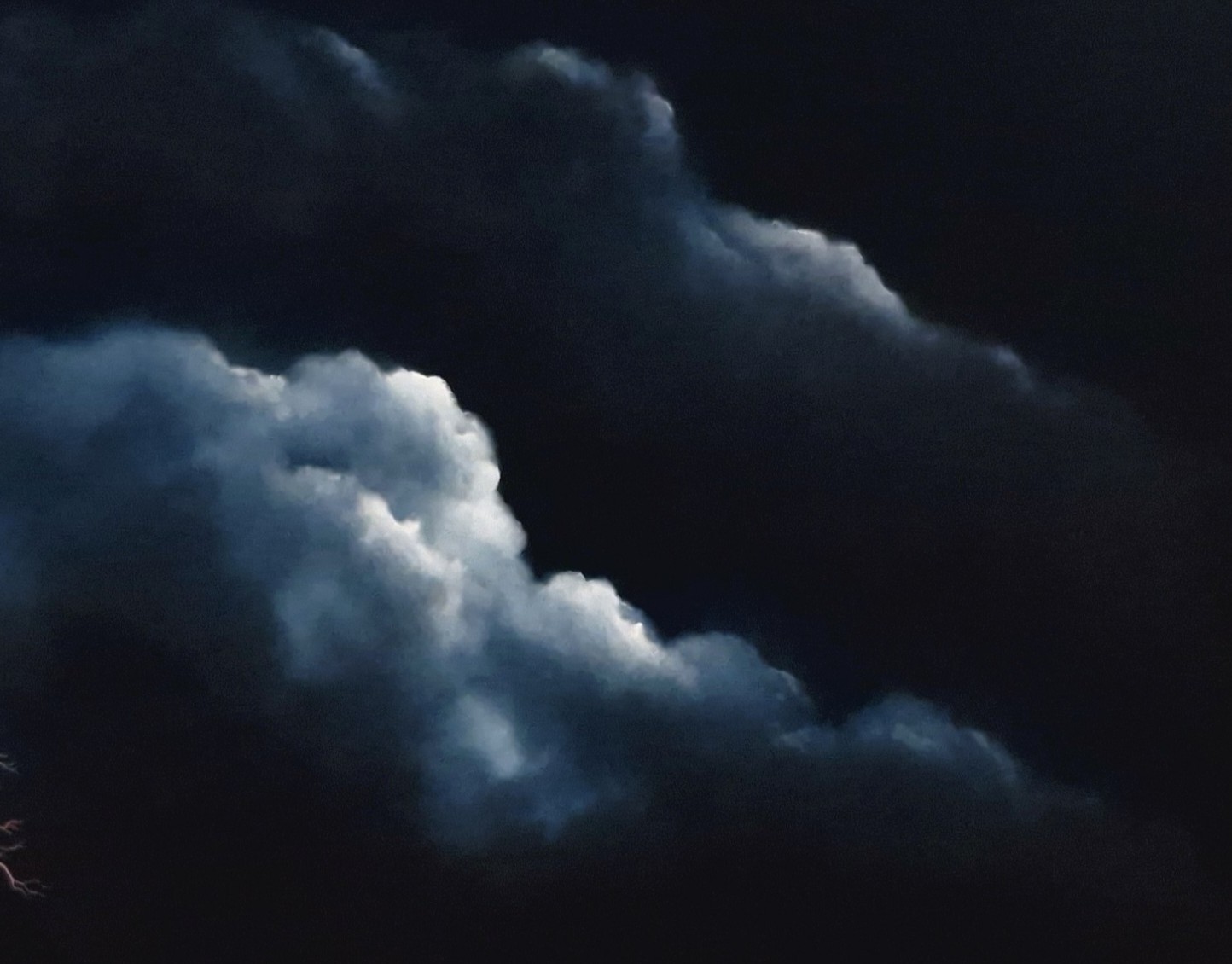 The Witness Tree Lucinda Leveille 3