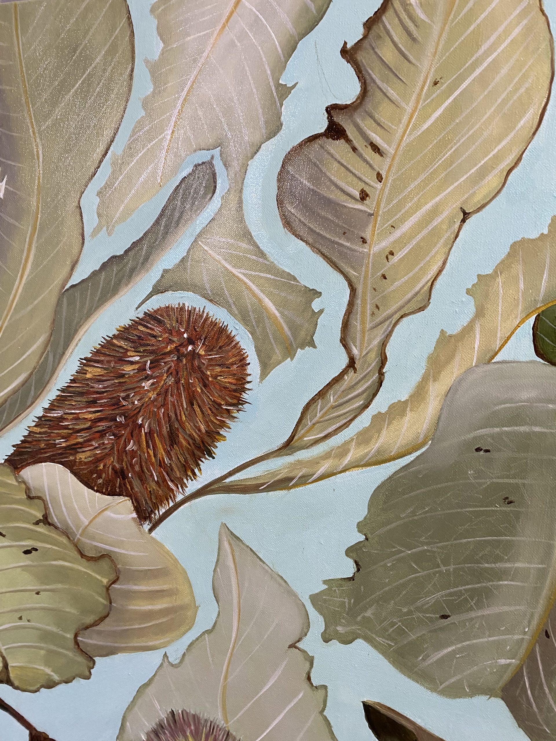 Banksia Robur Closeup1 Wendy Peters