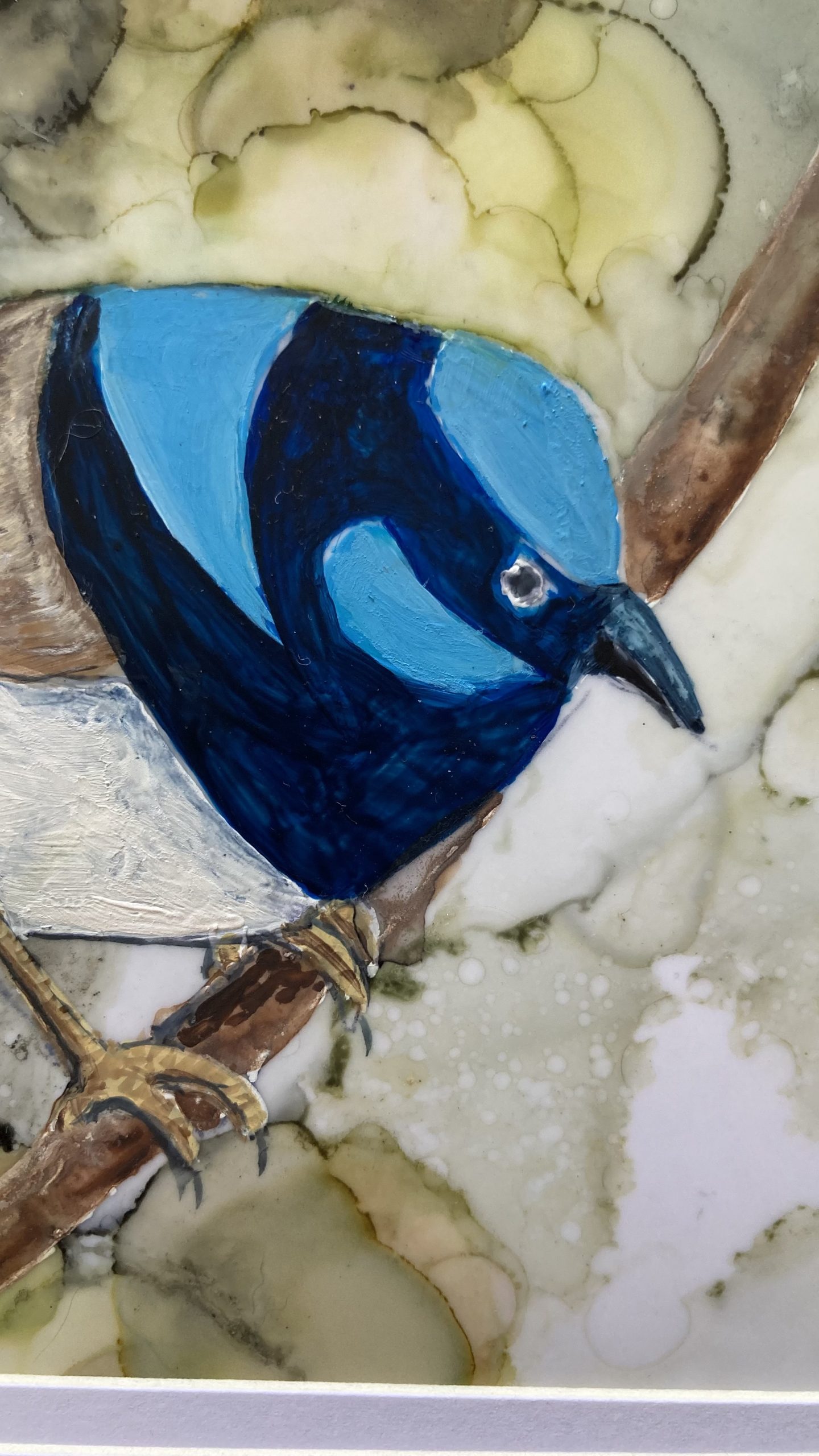 Mbj 452 Blue Fairy Wren Detail