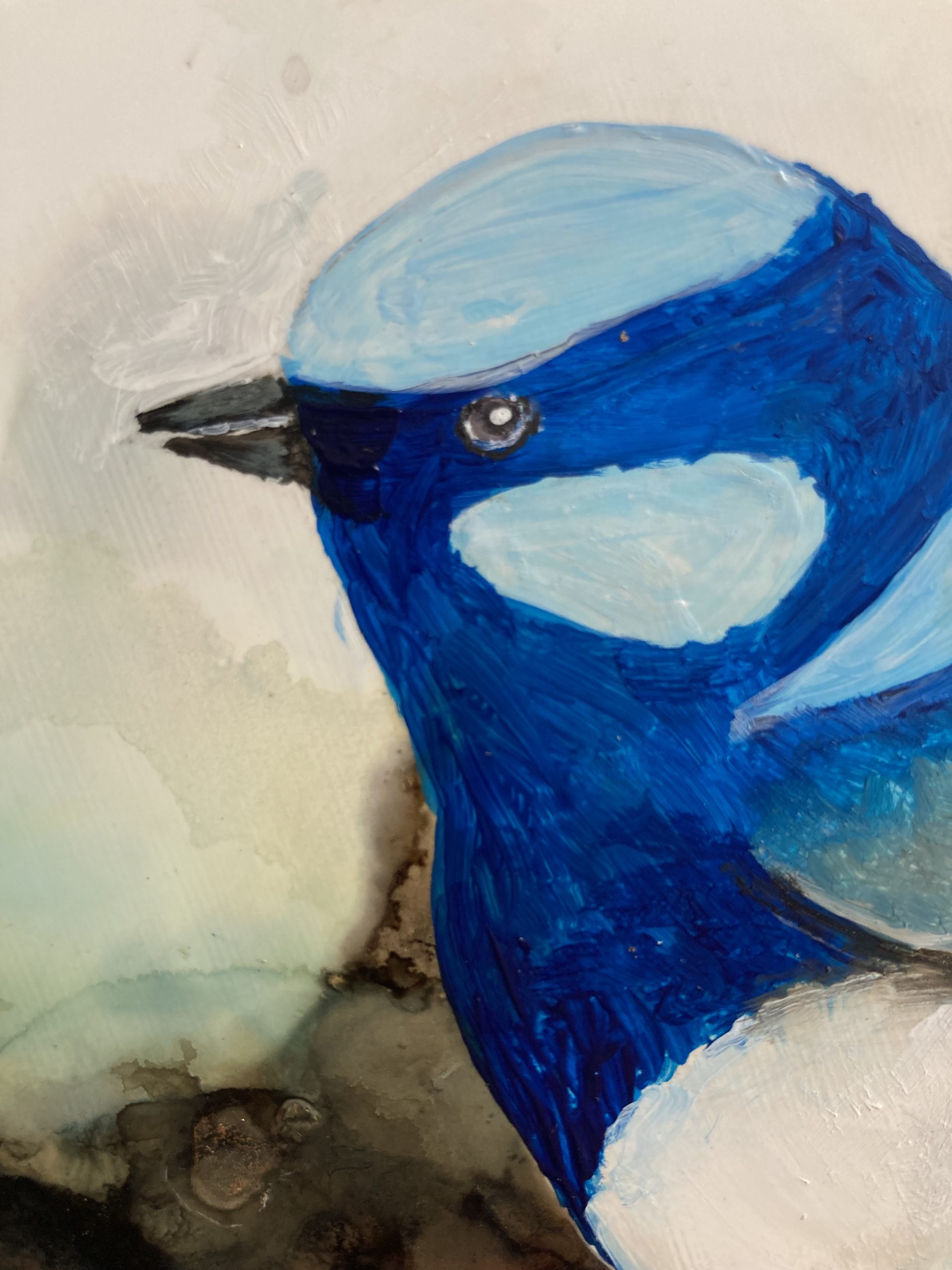 Mbj 435 Another Blue Wren Detail