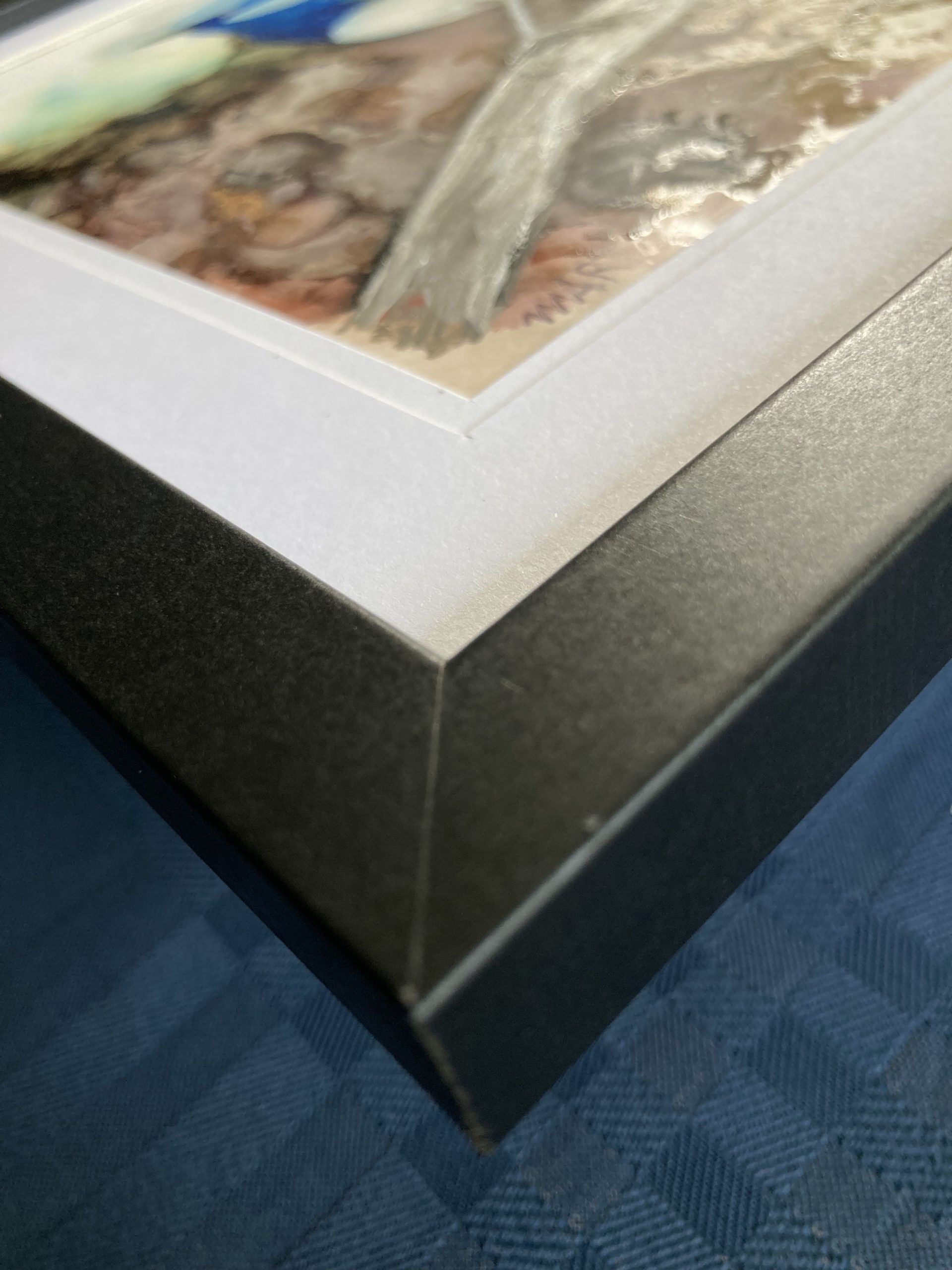 Mbj 435 Another Blue Wren Edge