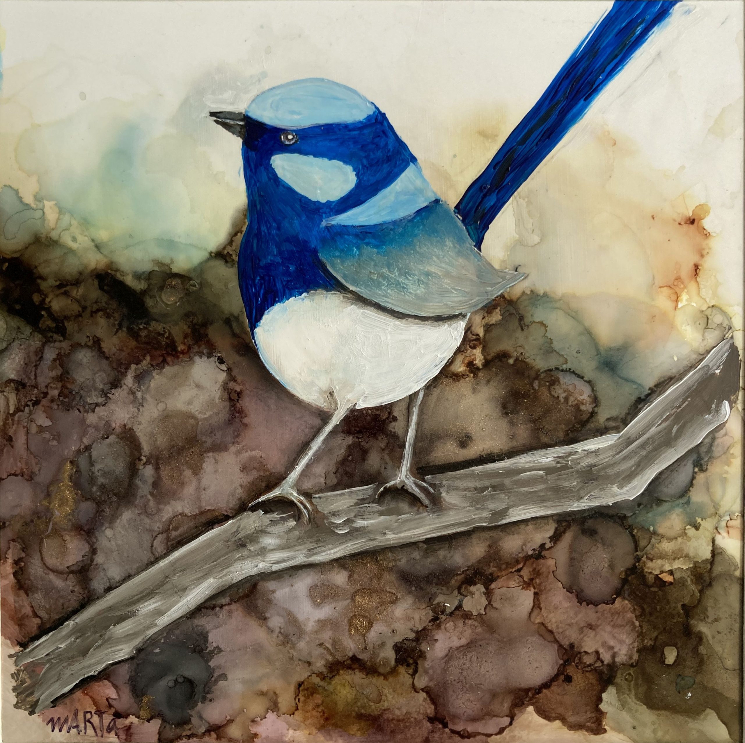 Mbj 435 Another Blue Wren