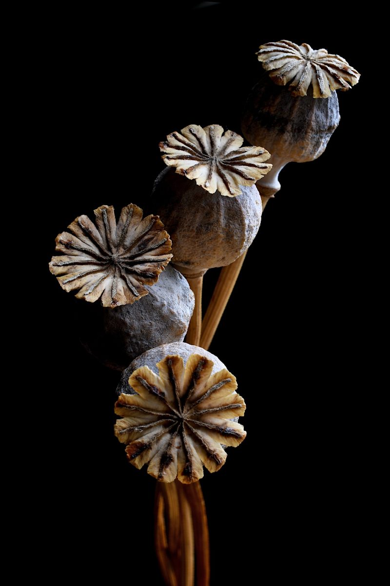 Poppy Pods Ltd Ed Print