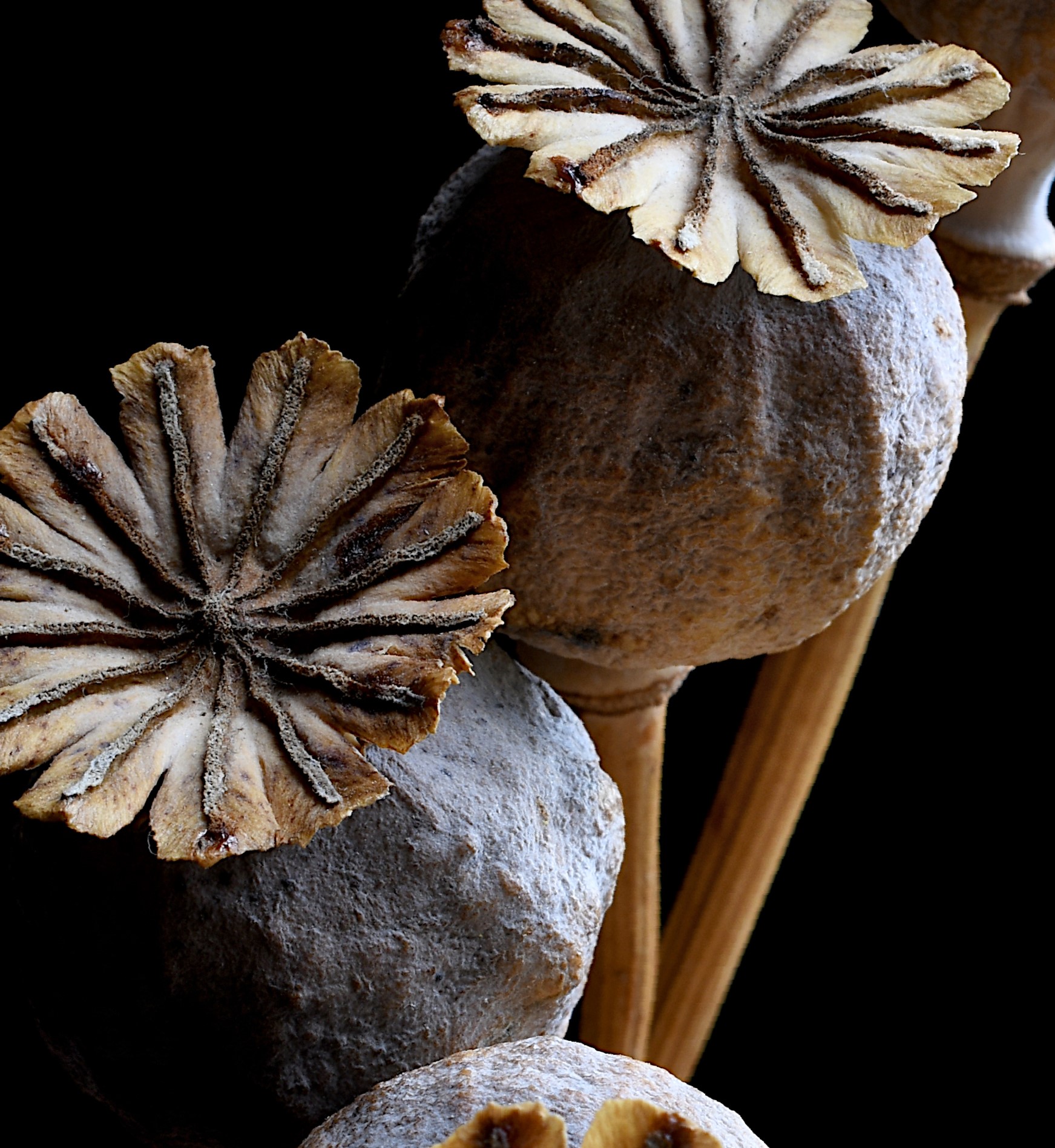 Poppy Pods Crop