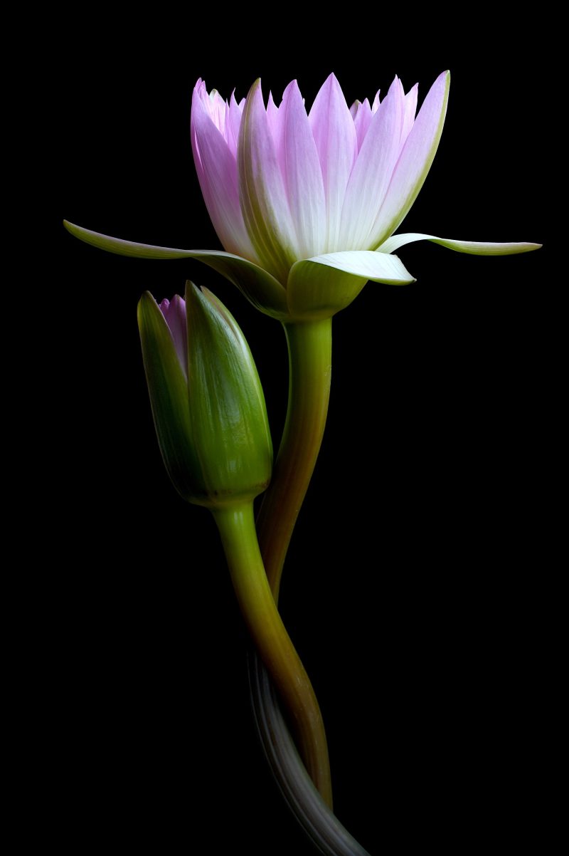 Pink Glory Water Lilies Ltd Ed Print