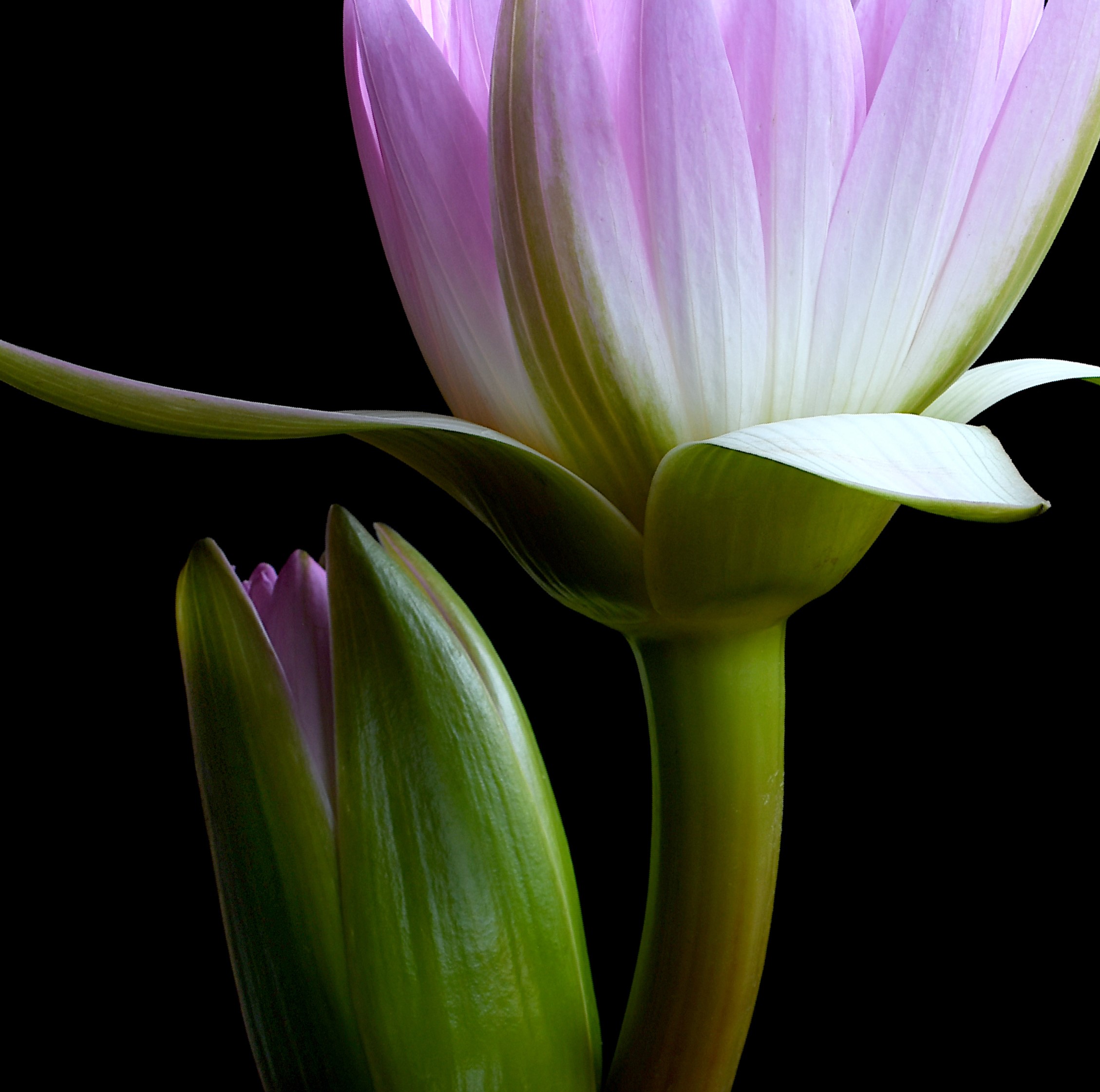 Pink Glory Water Lilies Floral Wall Art Australian Flower Photography Print By Nadia Culph Crop