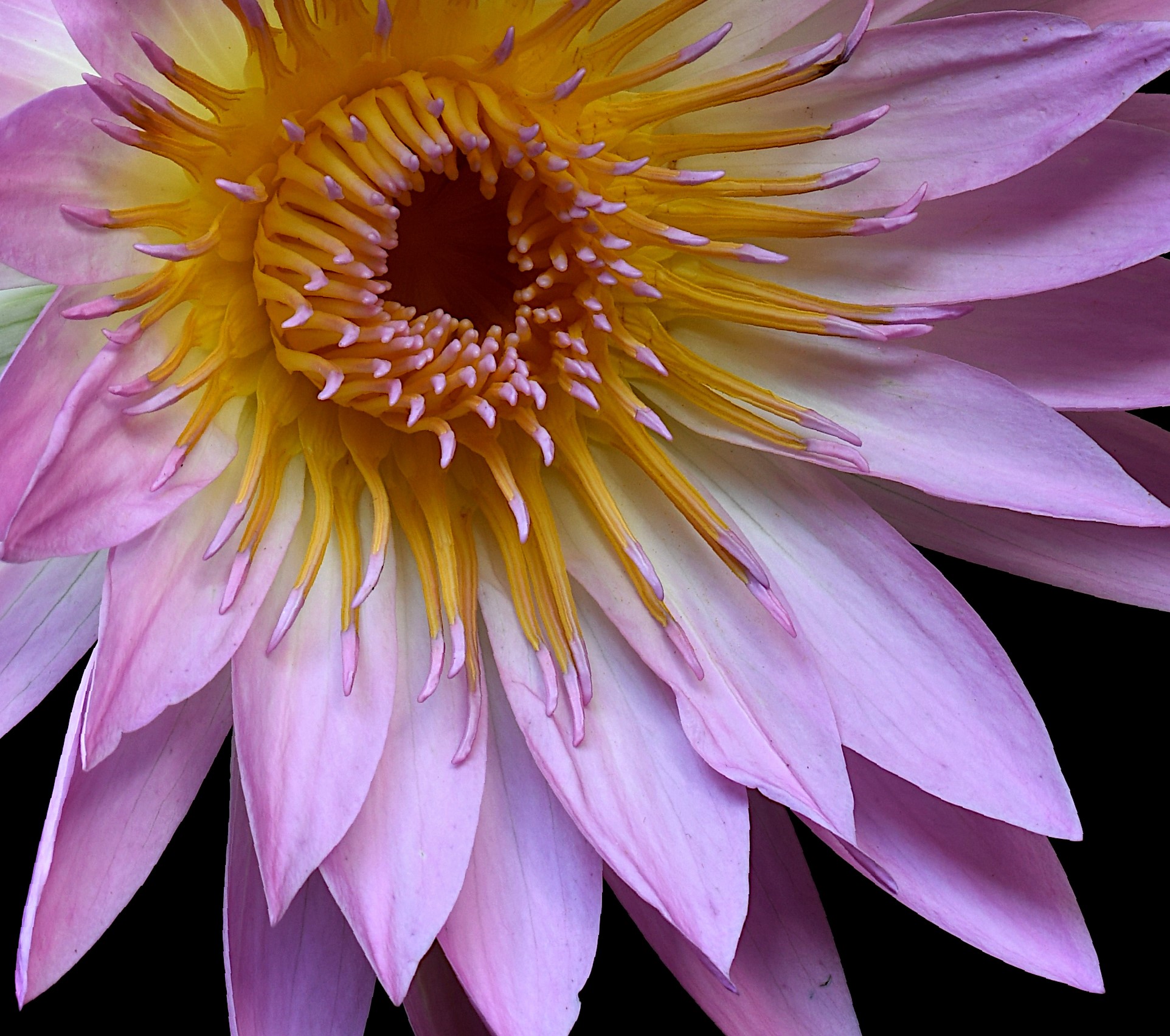 Pink Water Lilies Floral Wall Art Print Australian Native Flower Still Life Photography By Nadia Culph Crop