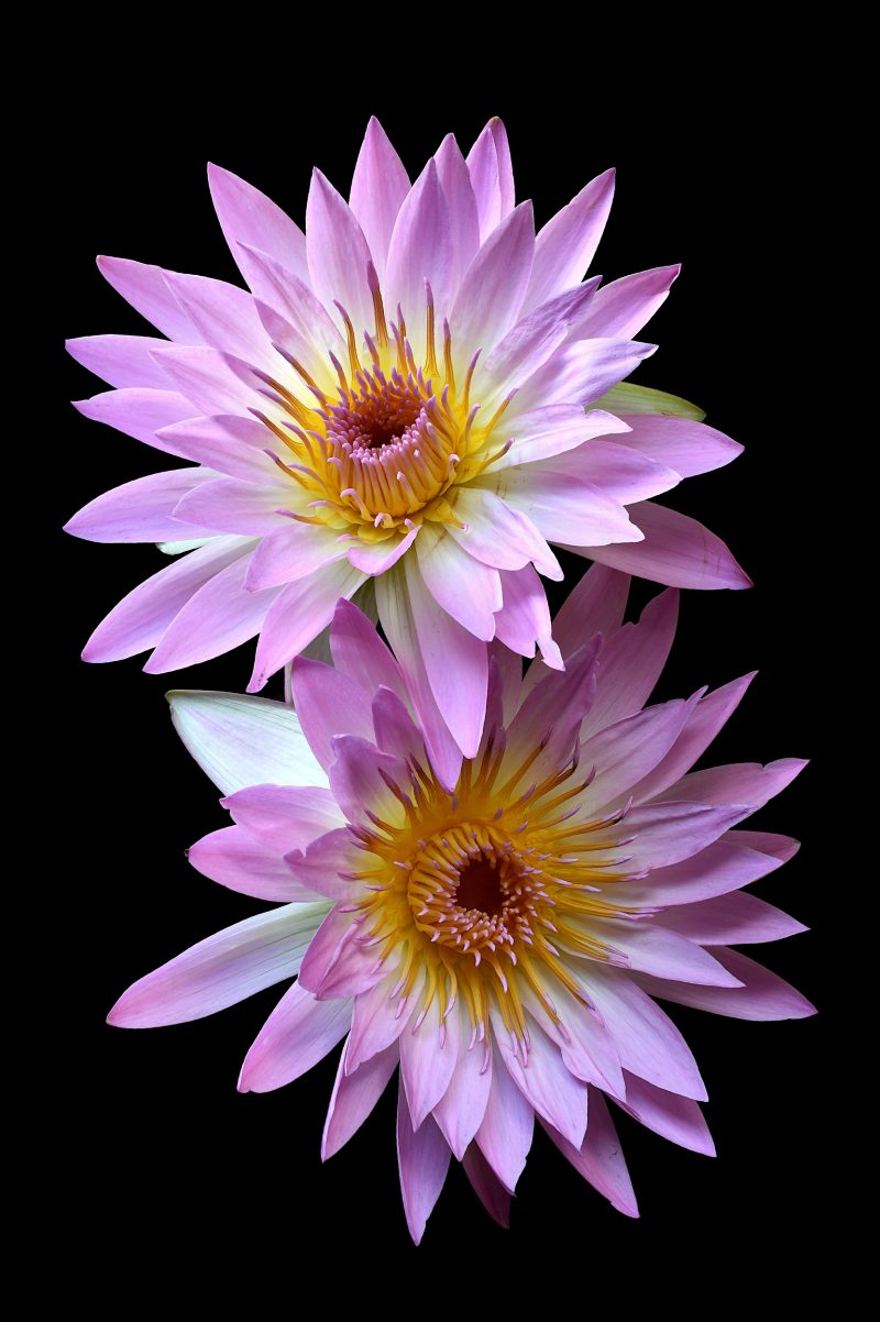 Pink Water Lilies Ltd Ed Print