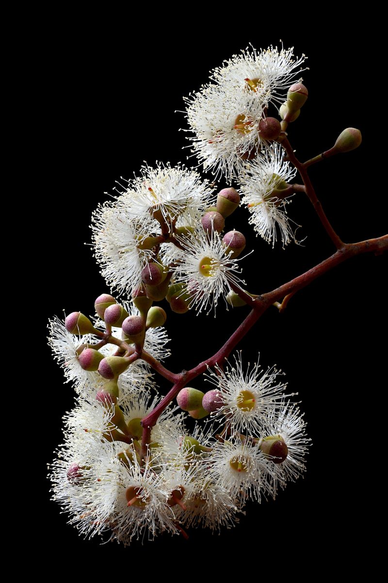 White Eucalyptus Blossoms Ltd Ed Print