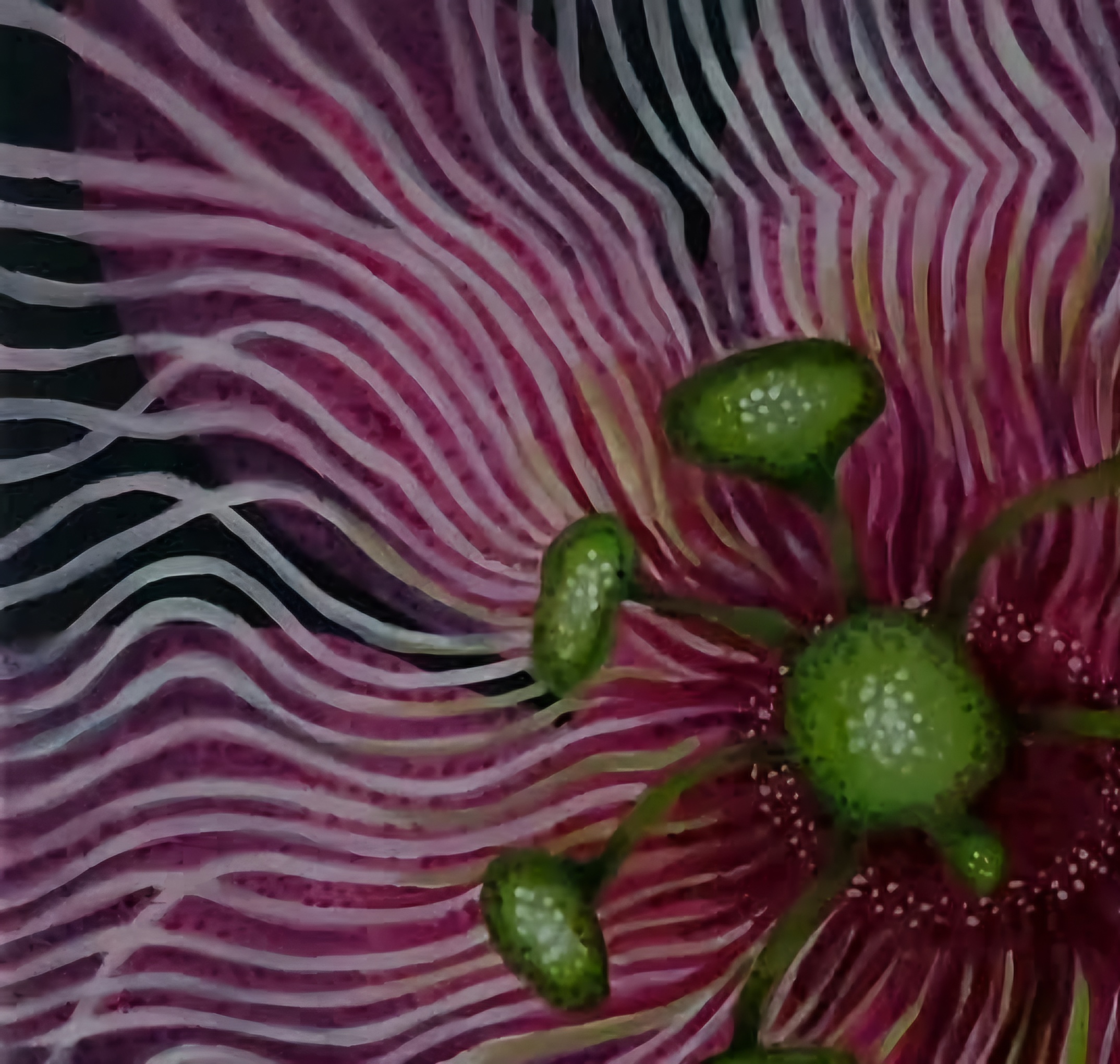 Fthorningpassraspcreamdetailtwo