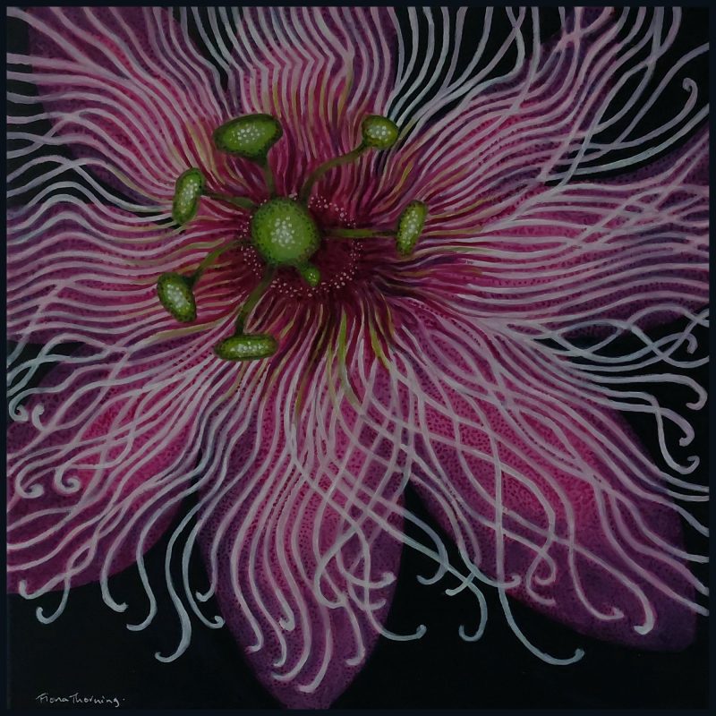 Passiflora Raspberries and Cream