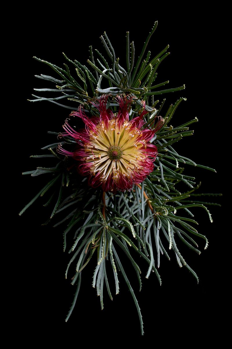 Red Swamp Banksia Ltd Ed Print