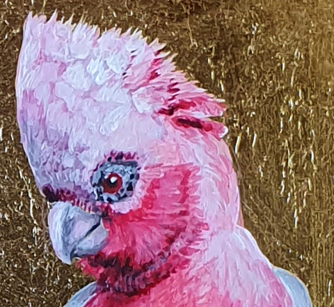 Galah Parrots Det1