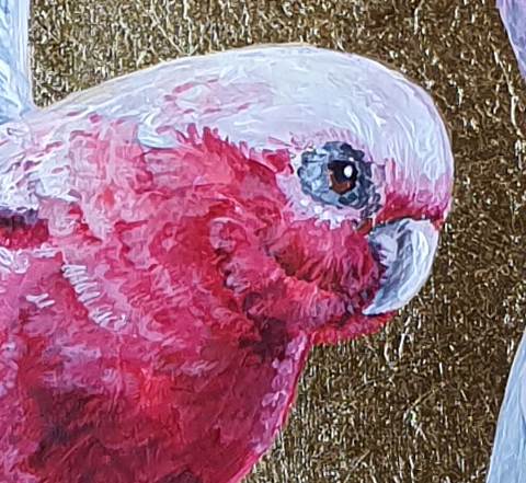 Galah Parrots Det2