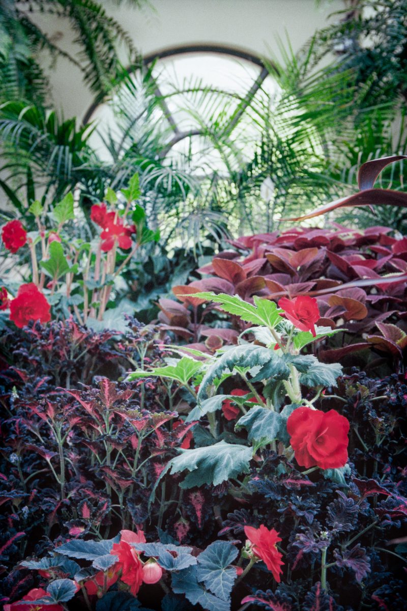 The Conservatory No 01 Ltd Ed