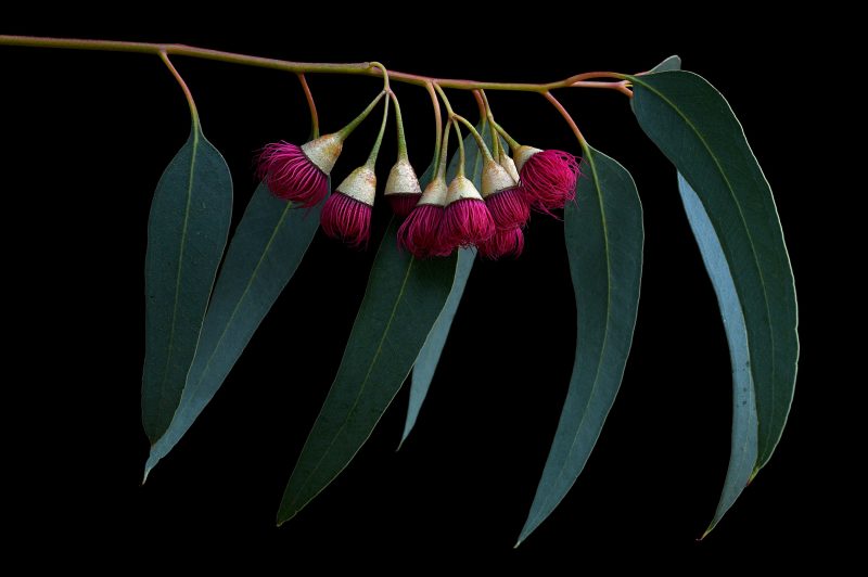 Pink Ironbark Eucalyptus Ltd Ed Print
